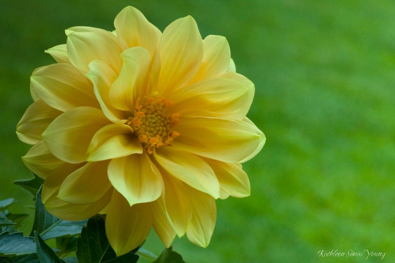 Summer Dahlia