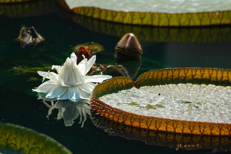 The Lilly and the Giant Lily Pads..