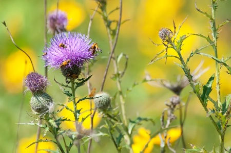 Thistle & Bugs