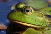 Frog's Eye Vi...