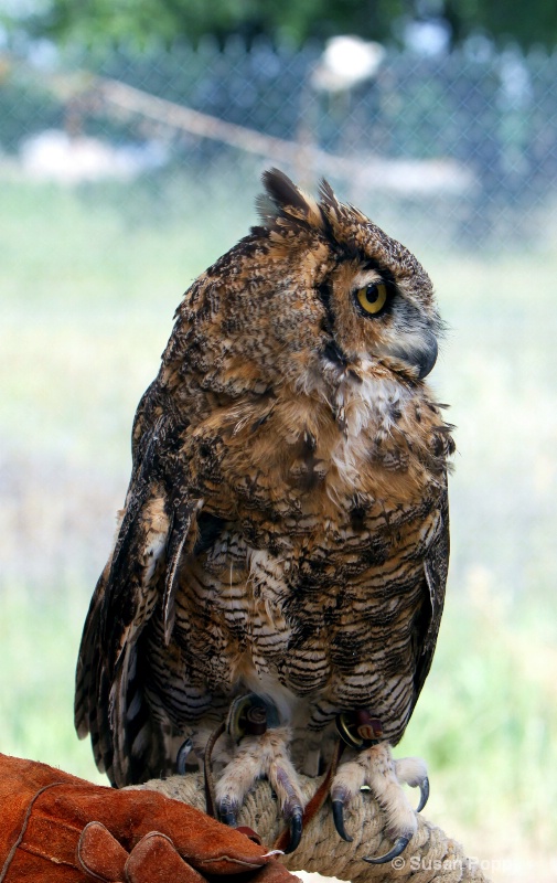 One of the largest owls