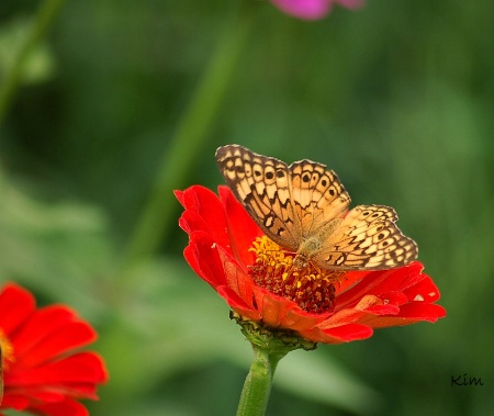 Another Butterfly in the Garden