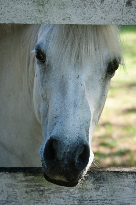 'White Horse II'