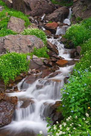 Wildflower Cascade