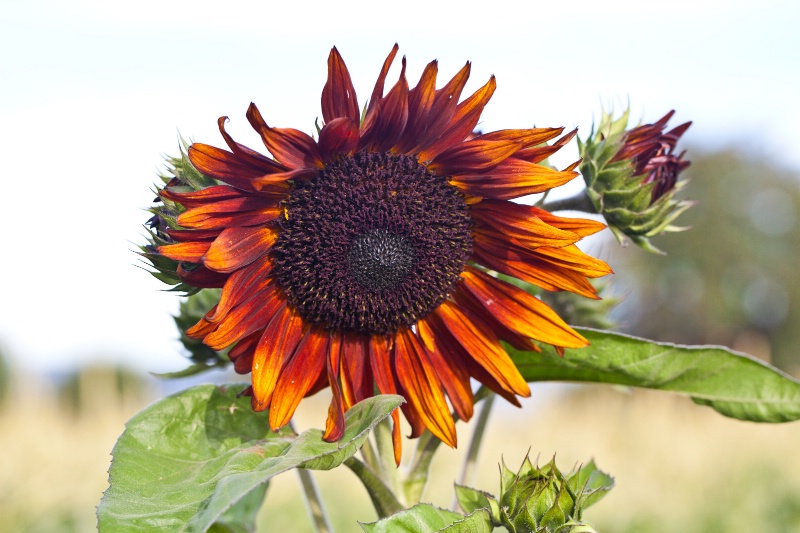Awesome Sunflower