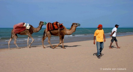 camels on beach