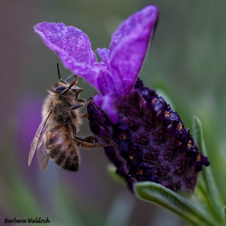 Lavender bee