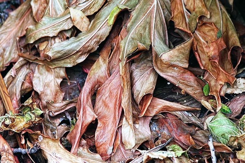 Decaying leaves