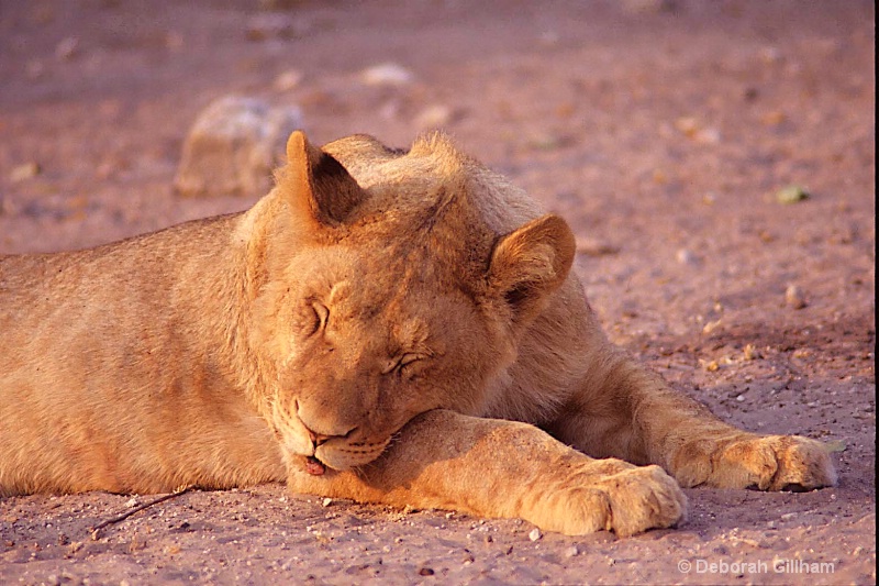 Young lion napping