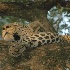 © Deborah Gillham PhotoID # 10738816: Afternoon nap