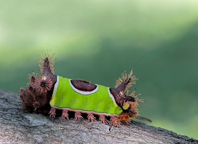 SaddleBack Caterpillar