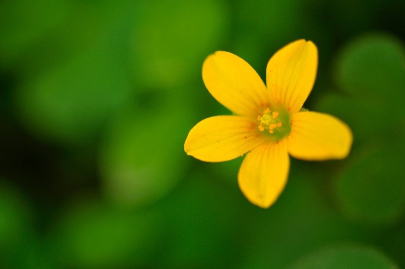 Yellow flower