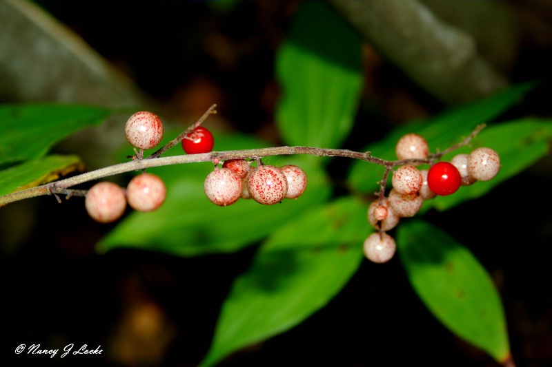 False Solomon's Seal Berries