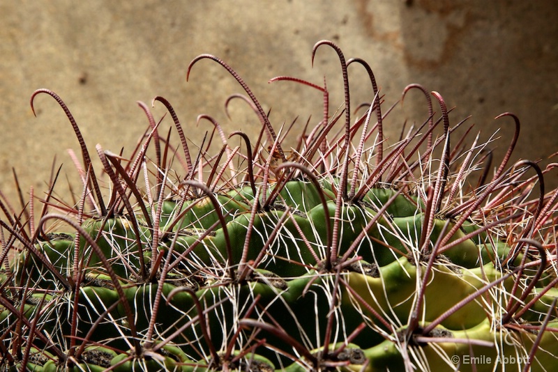 Macro Wright Fishhook cactus 