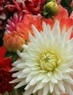 Market flowers