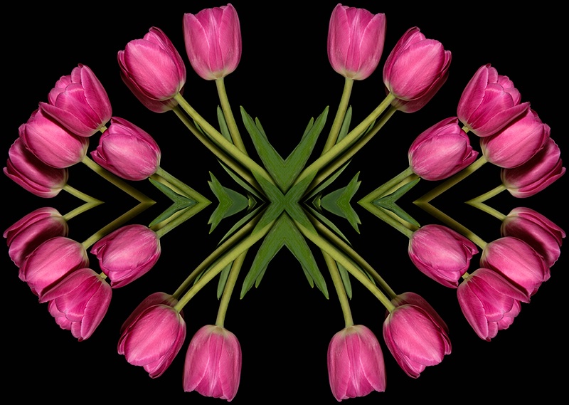 Tulips by Design - ID: 10740419 © Shirley D. Freeman