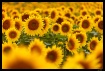 Sunflower Fields ...