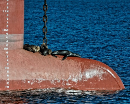 Sea Lions on Ship Bow