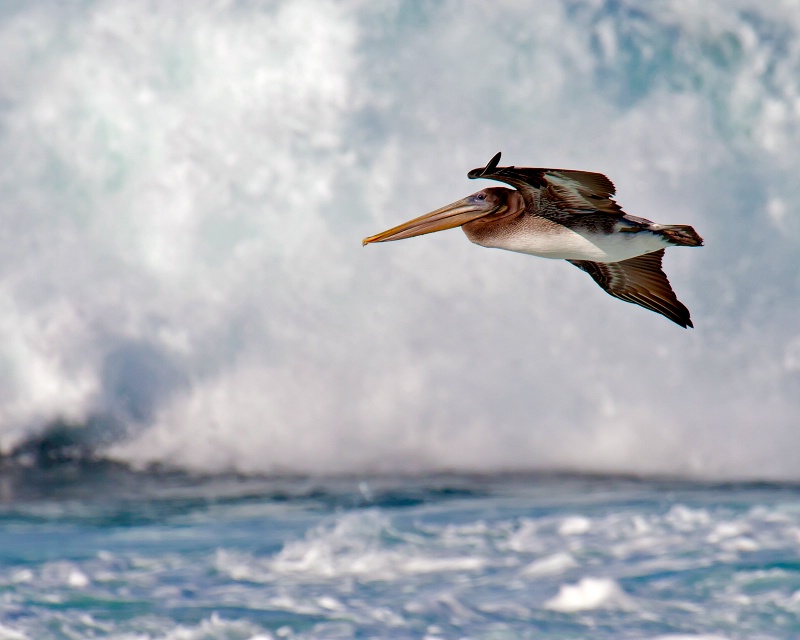 Brown Pelican