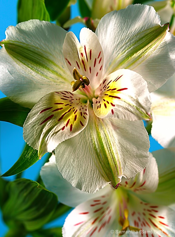 Alstoemeria Appeal