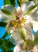 Alstoemeria Appea...