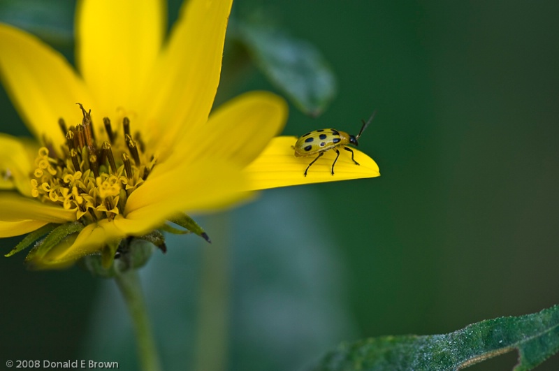Flower Bug © Donald Brown