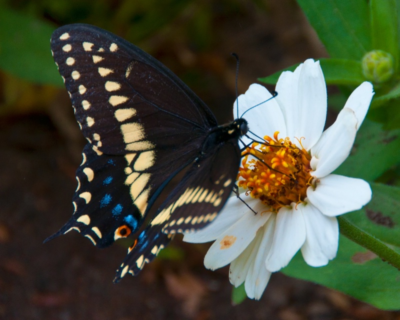 Black Swallowtail on White Zinnia