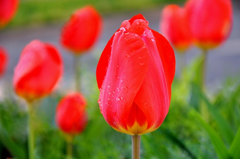 Red Tips - ID: 10747263 © Kay McDaniel