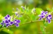Tiny & Delicate
