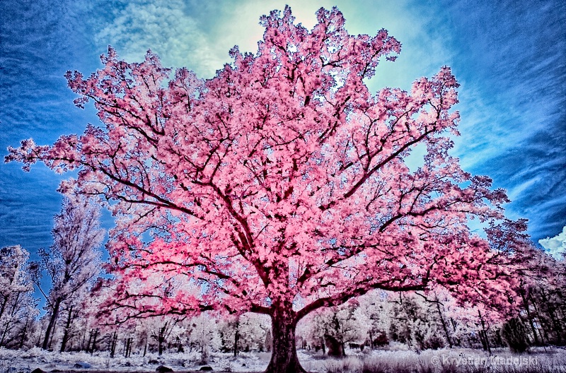 Blossoming oak