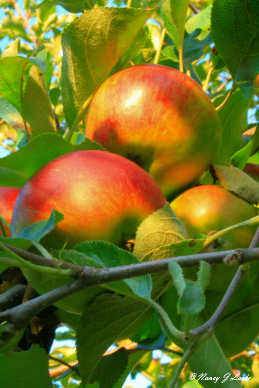 Orchard Apples