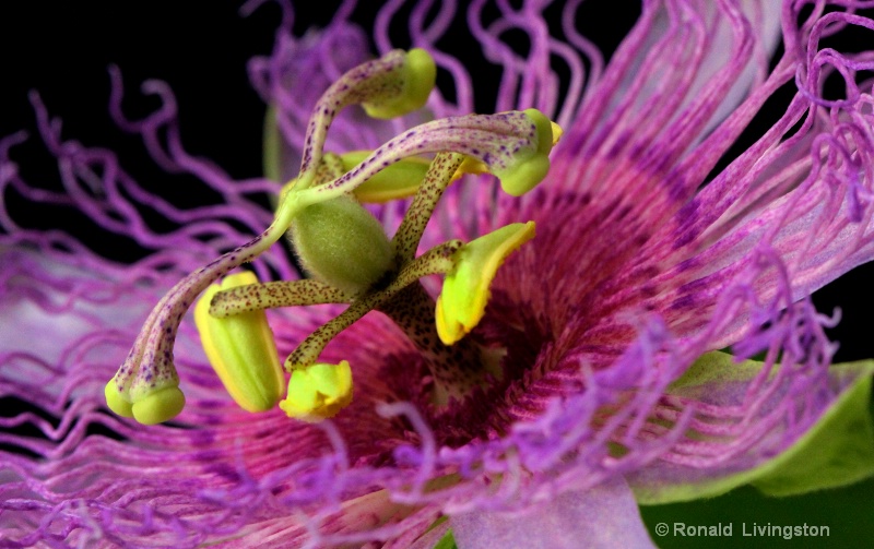 Alien Beauty - ID: 10750550 © Ron Livingston