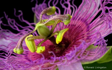 Alien Beauty