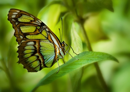 Malachite