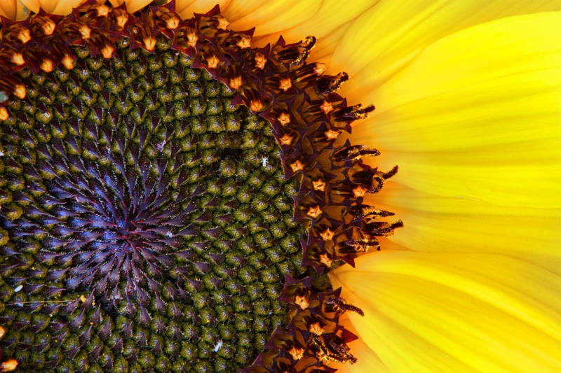 Sunflower Study