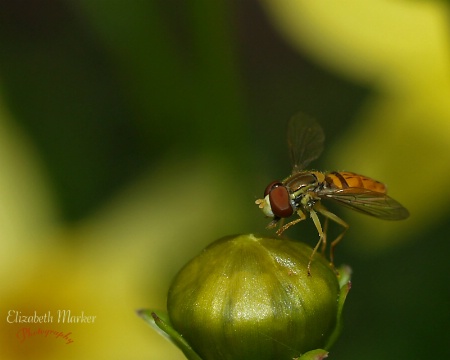 Hoverfly Resting