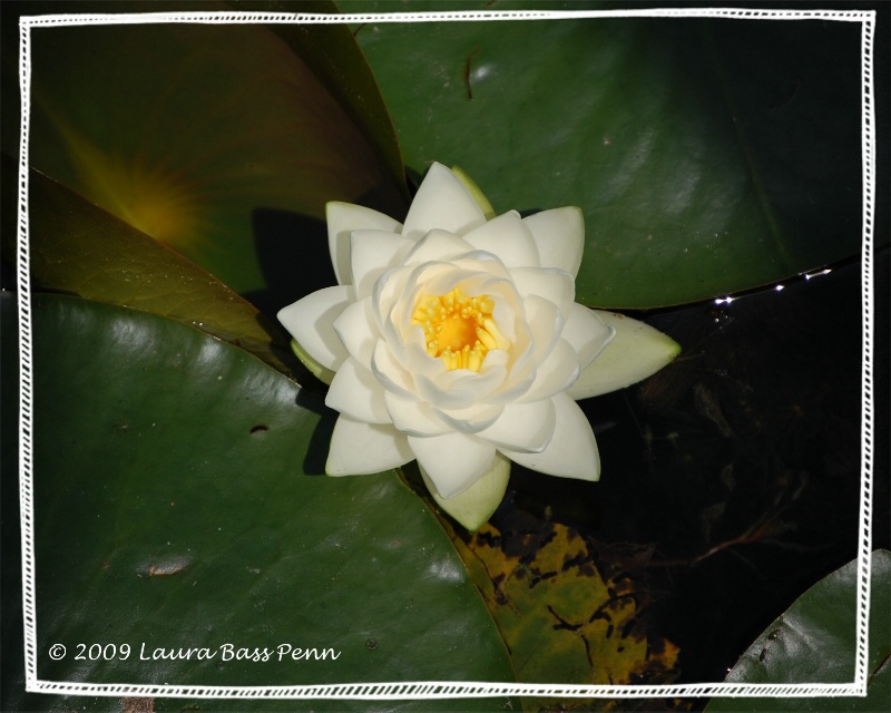 water lilly 1 - ID: 10754279 © Laura