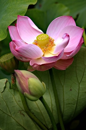 Lotus Glow
