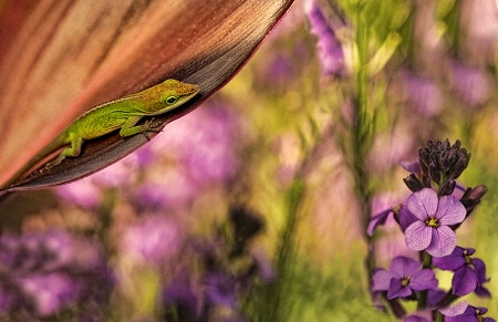 In His Garden