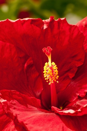 Longwood Red Hibiscus