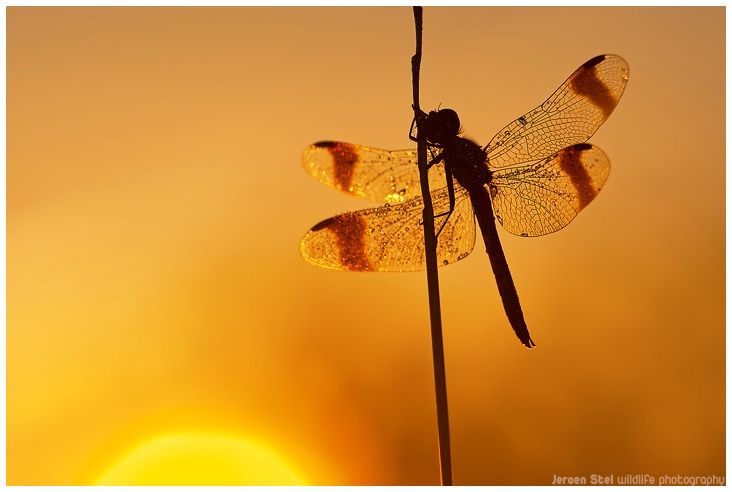 Baded Darter at Sunrise