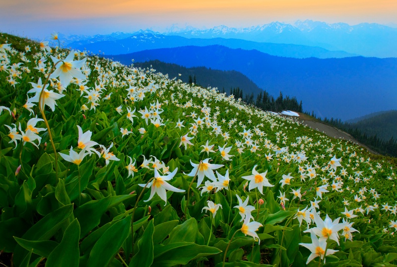 Wildflower avalanche