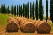 Tuscan Hay
