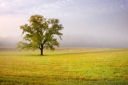 One Lone Tree