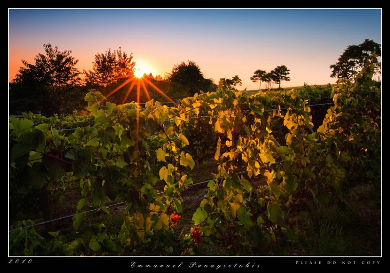  Winery  sunset 