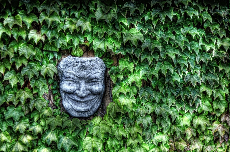 Face in the Ivy