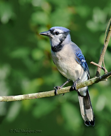 Blue Jay