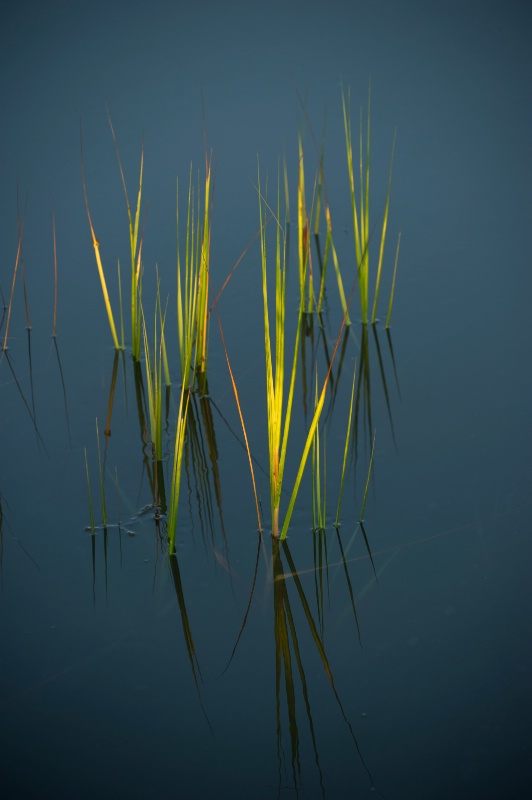 Beach Grass