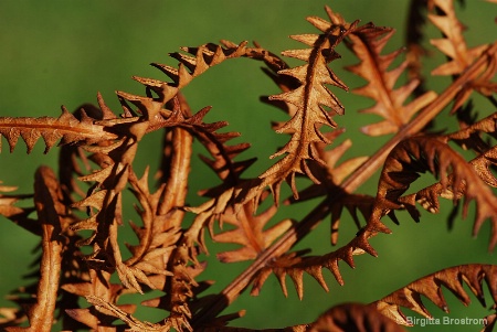 Whitred fern