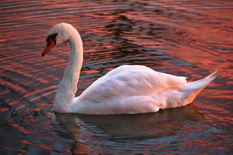 Sunrise Swan - ID: 10759861 © Patricia A. Casey